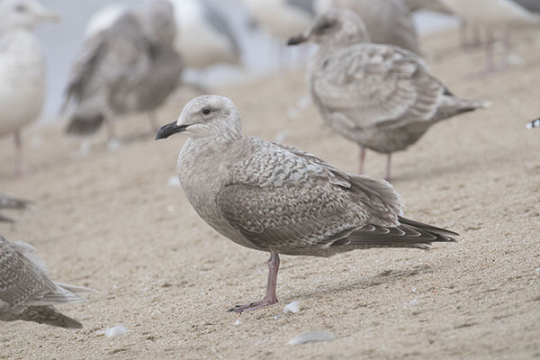 Cook Inlet Gull