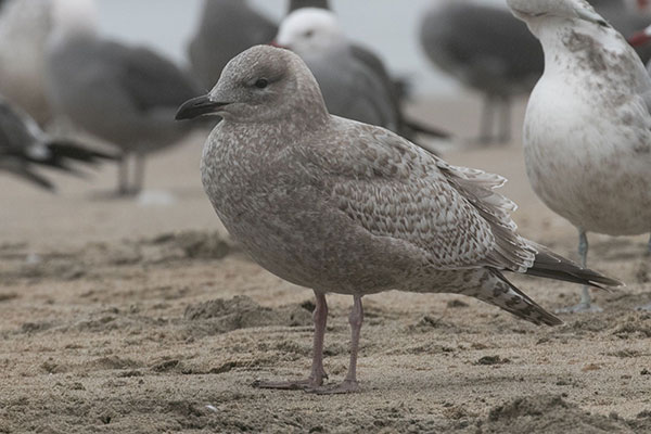 Thayer's first cycle