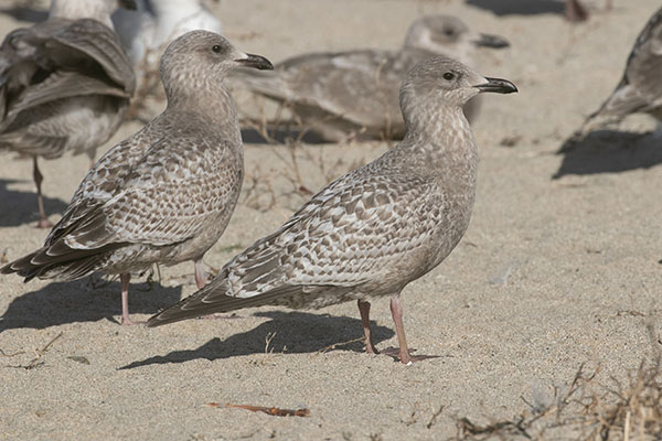 Thayer's first cycle