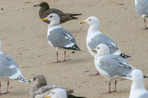 Vega Gull