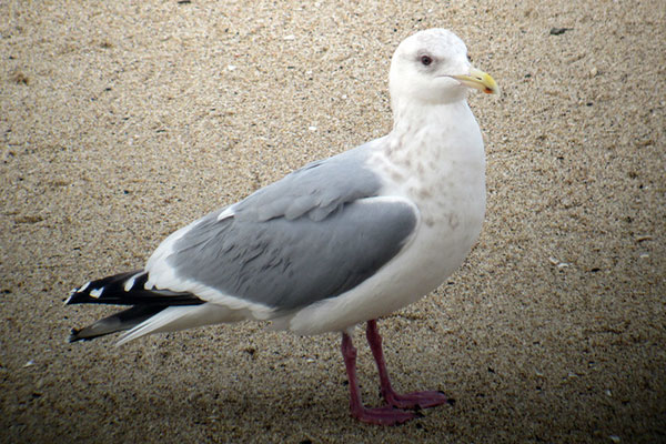 adult Thayer's Gull